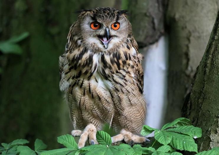 Bridlington Birds of Prey & Animal Park